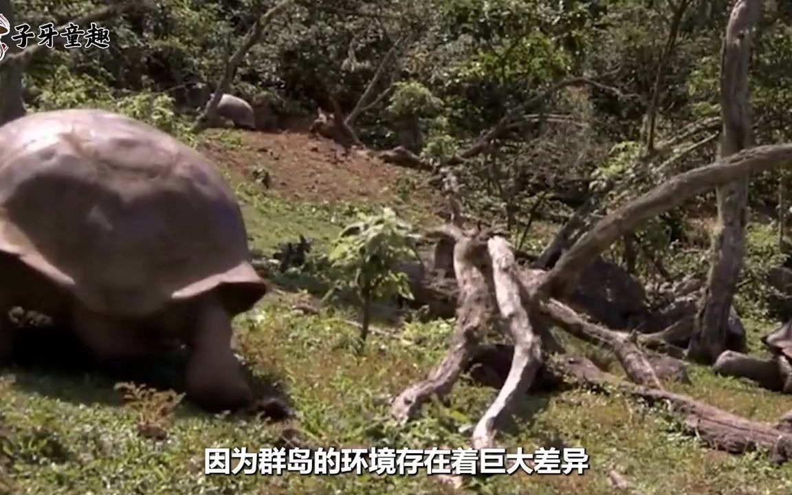 世界上最长寿的5种动物，乌龟只能排在第2名！它还能返老还童！