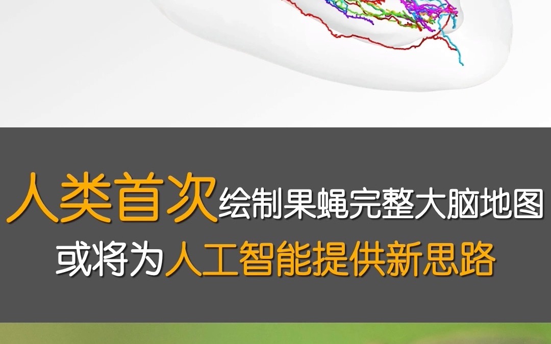 人工智能新思路？首次绘制完整果蝇大脑地图