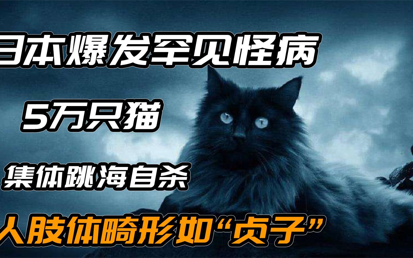 日本爆发罕见怪病，5万只猫集体跳海自杀，唯有死亡才能解除诅咒