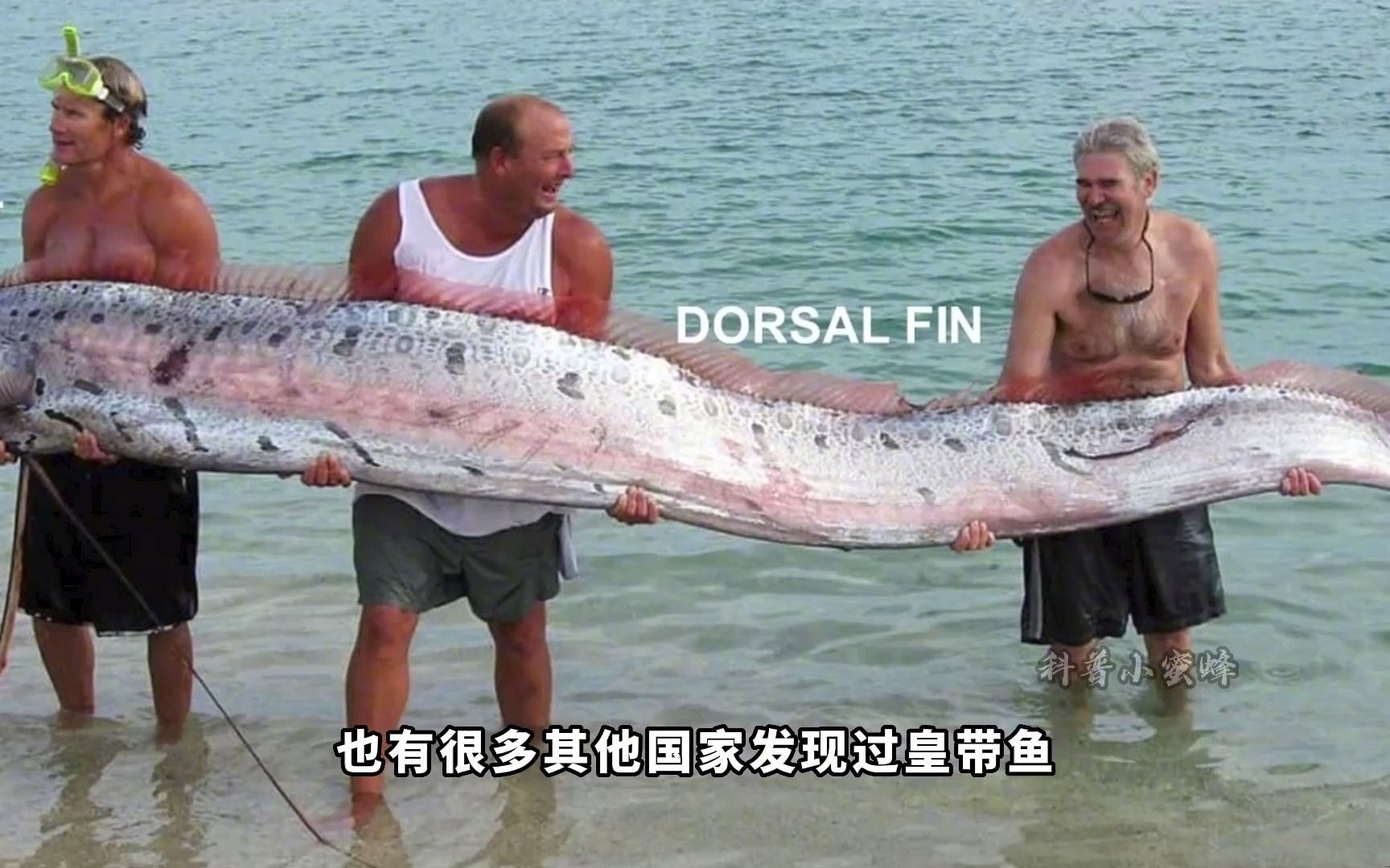 世界上最神秘的鱼，这种鱼能预知未来，每次出现都带来灾难