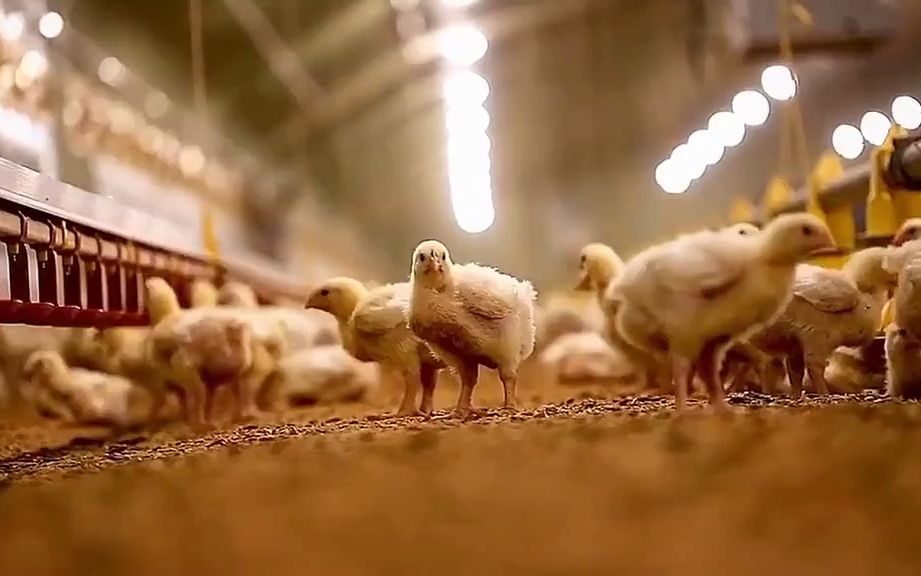 AI商学院ChatGPT训练营