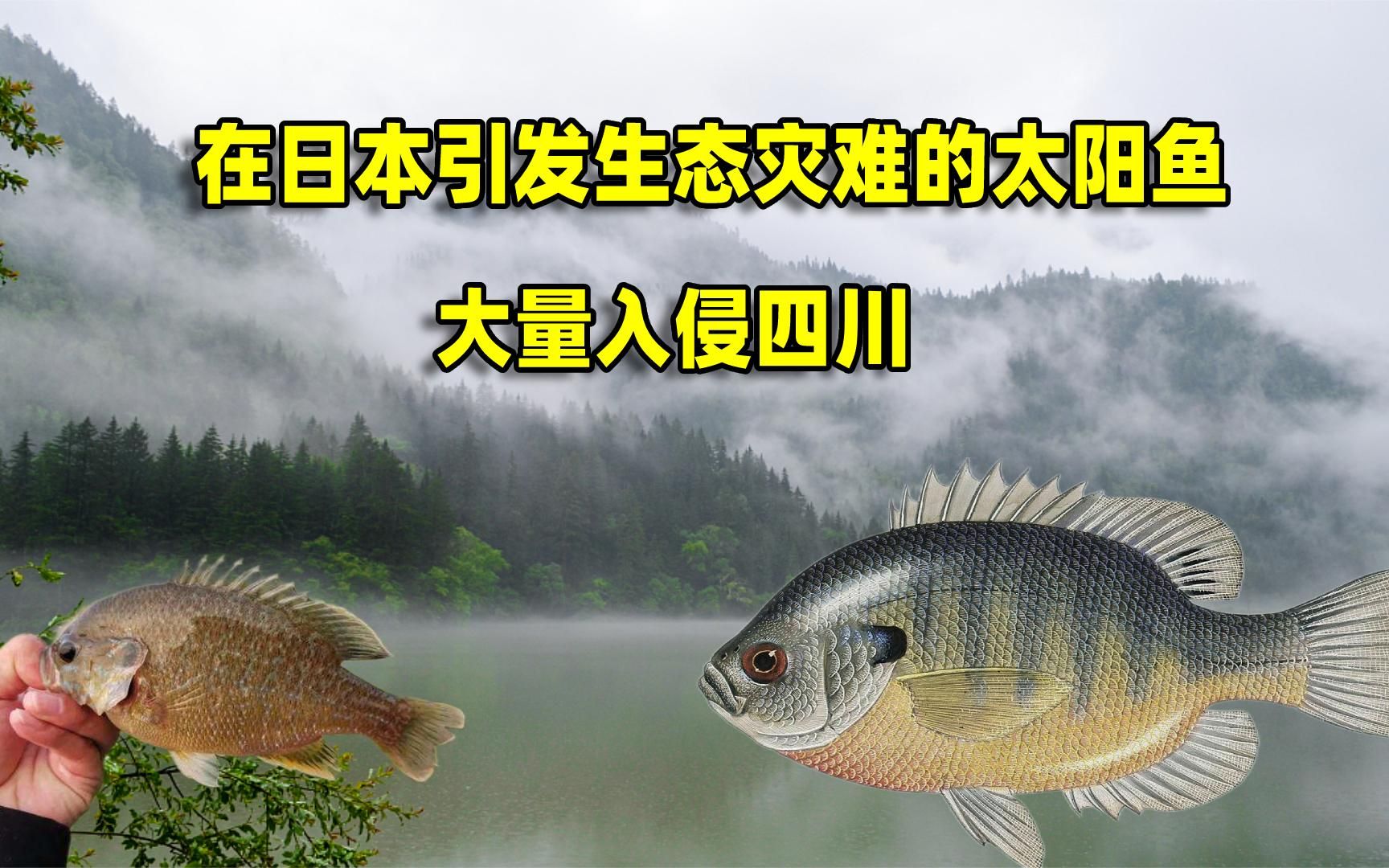 曾在日本引发生态灾难的太阳鱼，大量入侵四川，该如何是好？