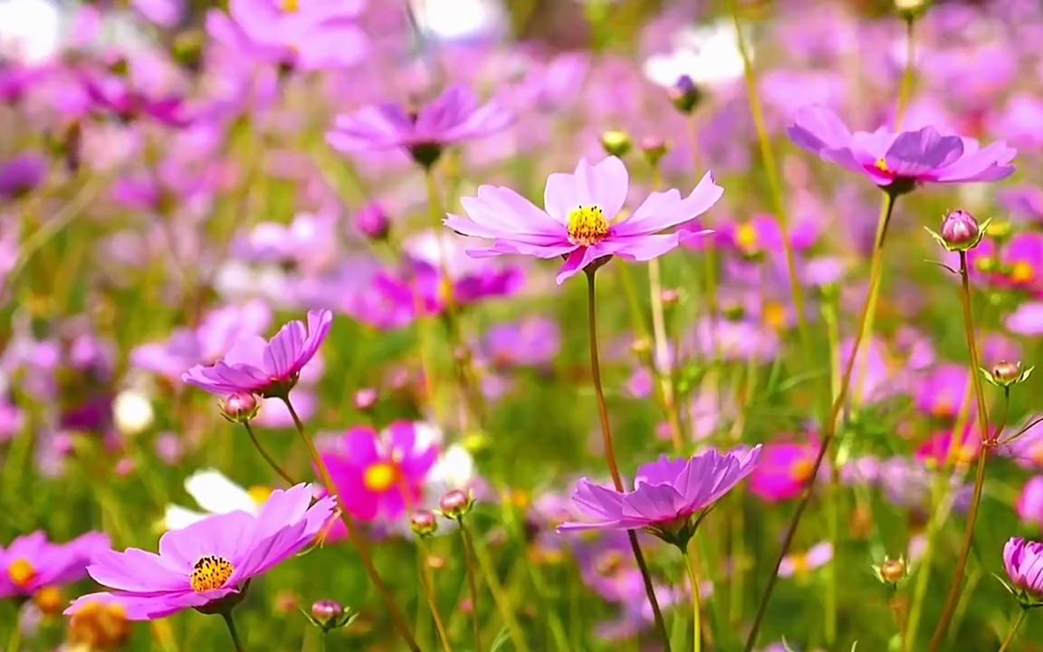 ChatGPT+Midjourney+Stable Diffusion 热门AI课程【15套合集】