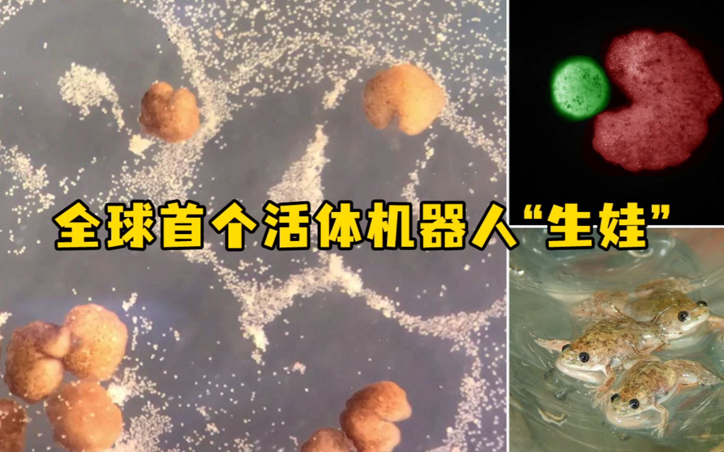 全球首个活体机器人已可自我繁殖，外观酷似《吃豆人》