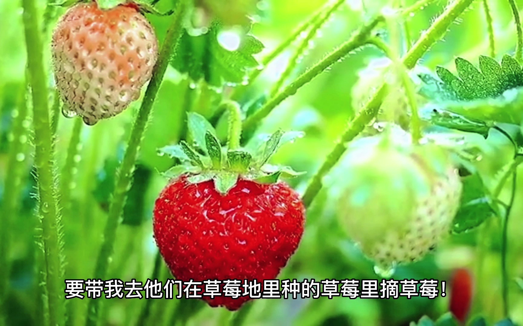 回老家摘草莓安康#vlog，GPT生成文字，剪映生成视频！