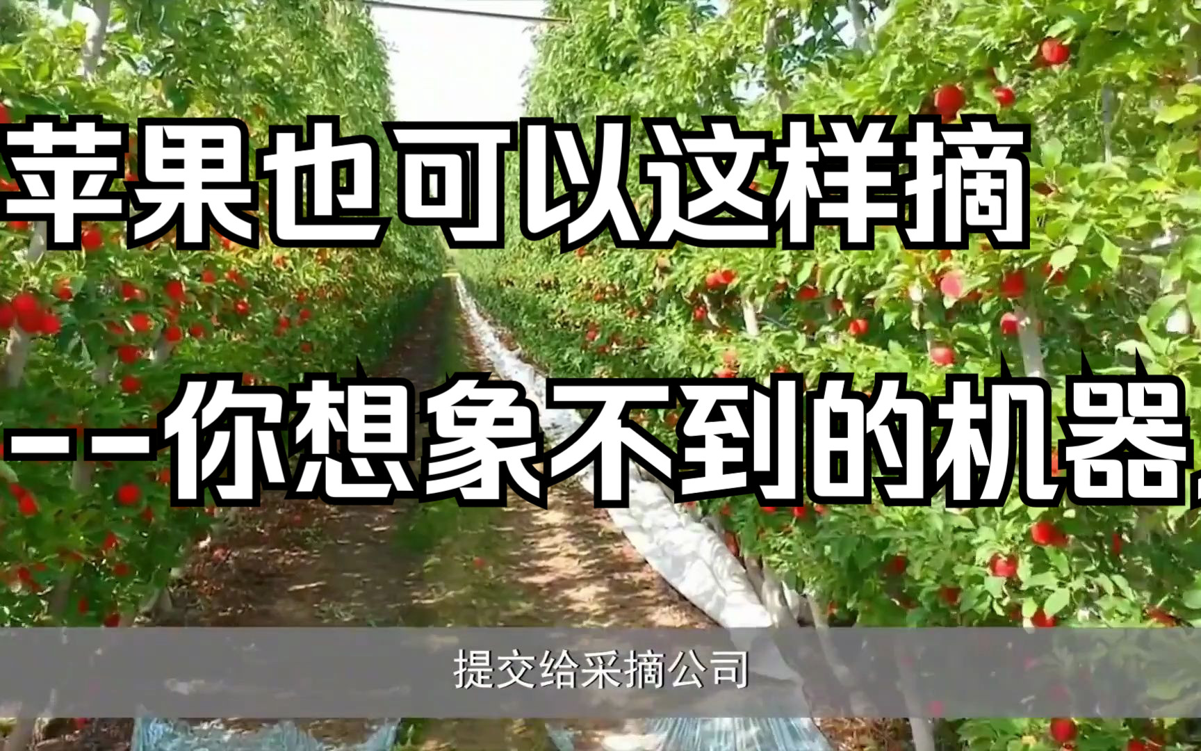 美国农场开始采用机器人摘苹果，告别了对人工的依赖